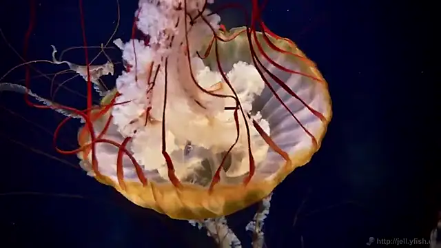 streamy test11 online show from November 11, 4:35 pm