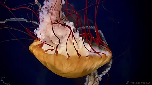 streamy test11 online show from December 18, 12:20 pm