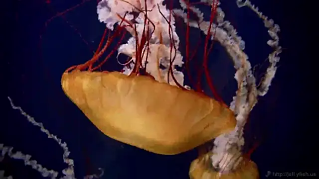 Snapshot of streamy_test11 chatting on March 2, 7:48 am streamy test11 online show from March 2, 7:48 am