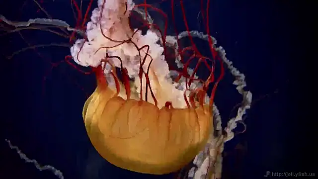 streamy test11 online show from February 26, 8:17 am