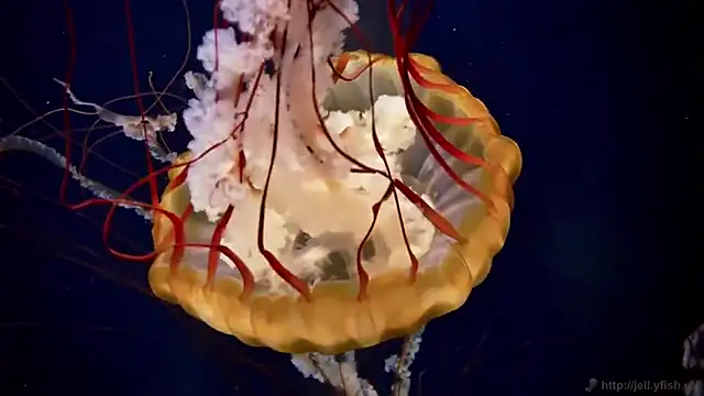 streamy test11 online show from March 14, 8:10 am