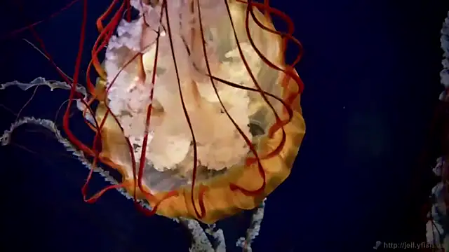 streamy test11 online show from September 23, 8:21 am