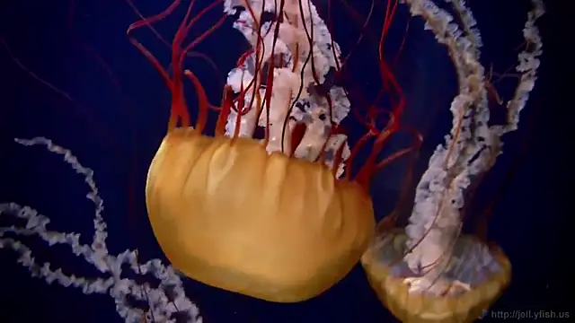 Snapshot of streamy_test11 chatting on March 20, 8:48 am streamy test11 online show from March 20, 8:48 am