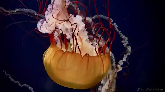 streamy test11 online show from December 6, 8:10 am