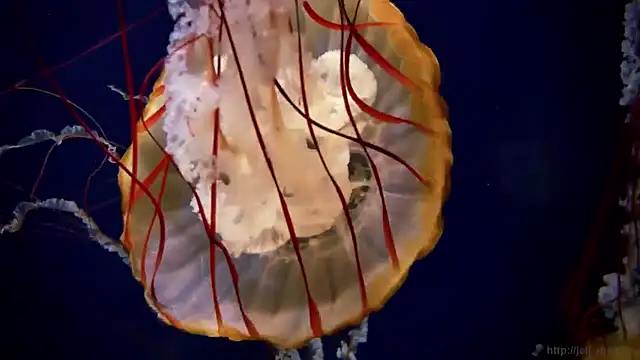 streamy test11 online show from January 30, 2:15 pm