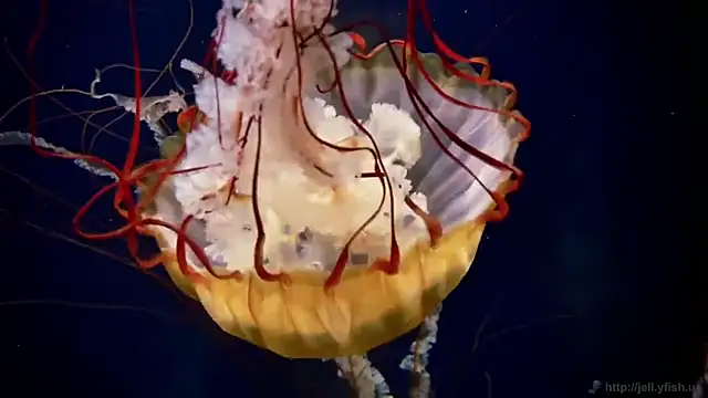 streamy test11 online show from December 2, 12:51 pm