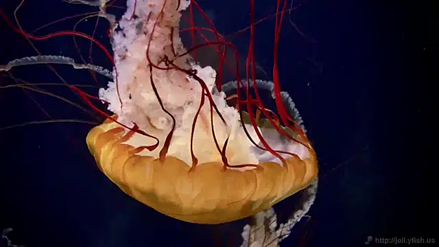 streamy test11 online show from December 2, 8:36 am