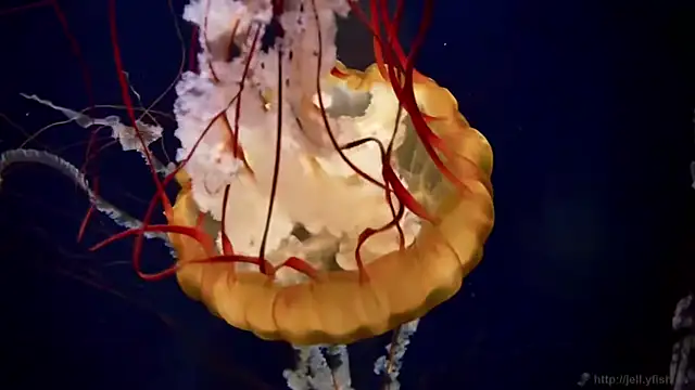 Snapshot of streamy_test11 chatting on March 30, 12:50 pm streamy test11 online show from March 30, 12:50 pm