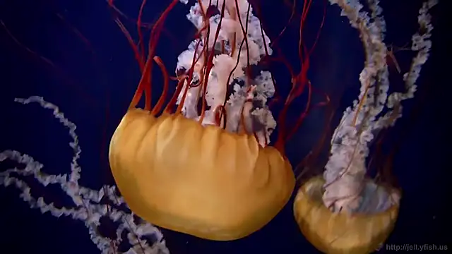 streamy test11 online show from September 24, 7:59 am