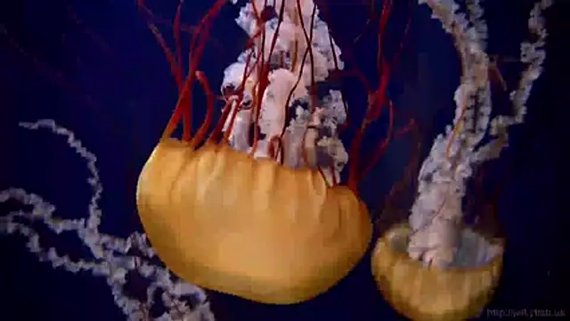 Snapshot of streamy_test11 chatting on March 31, 7:54 am streamy test11 online show from March 31, 7:54 am