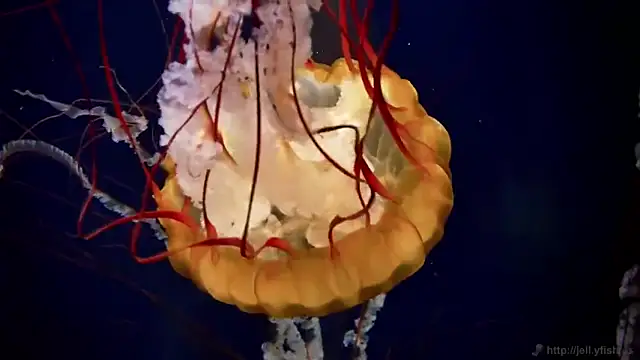 streamy test11 online show from January 31, 8:11 am