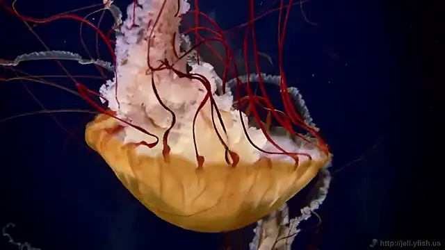 streamy test11 online show from January 14, 11:47 am