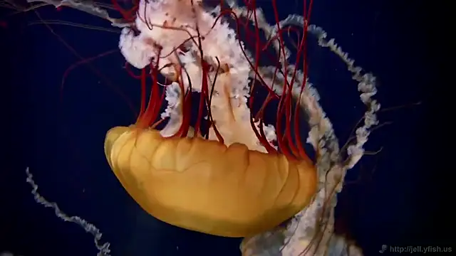 Snapshot of streamy_test11 chatting on February 5, 10:22 am streamy test11 online show from February 5, 10:22 am