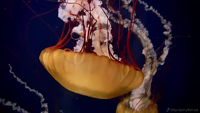 streamy test11 online show from November 10, 5:29 pm