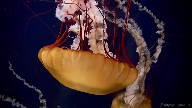 Snapshot of streamy_test11 chatting on March 18, 1:02 pm streamy test11 online show from March 18, 1:02 pm