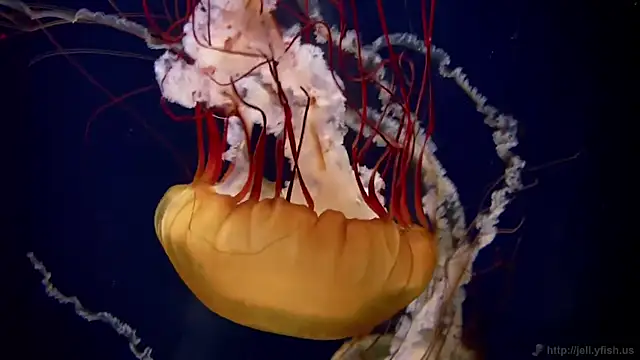 Snapshot of streamy_test11 chatting on March 27, 3:24 pm streamy test11 online show from March 27, 3:24 pm