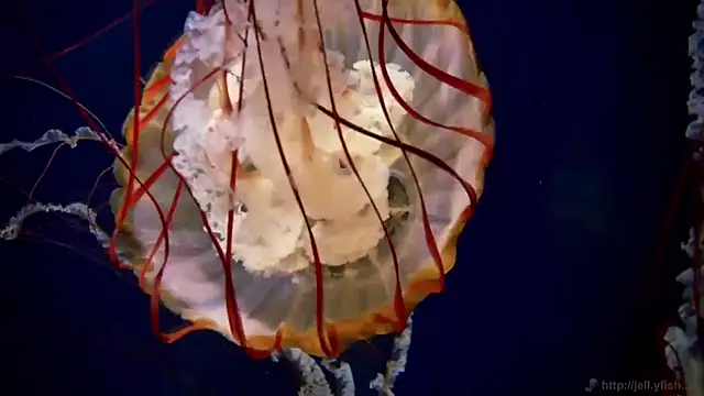 streamy test11 online show from October 21, 9:09 am