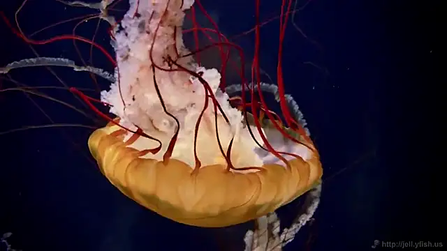 streamy test11 online show from November 28, 8:36 am