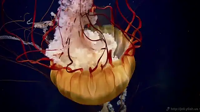 Snapshot of streamy_test11 chatting on March 9, 3:26 pm streamy test11 online show from March 9, 3:26 pm