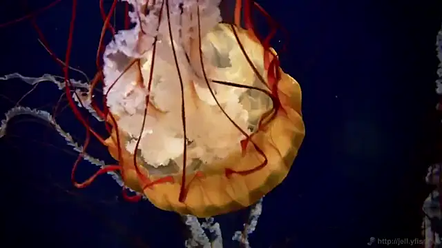 Snapshot of streamy_test12 chatting on September 16, 4:30 pm streamy test12 online show from September 16, 4:30 pm