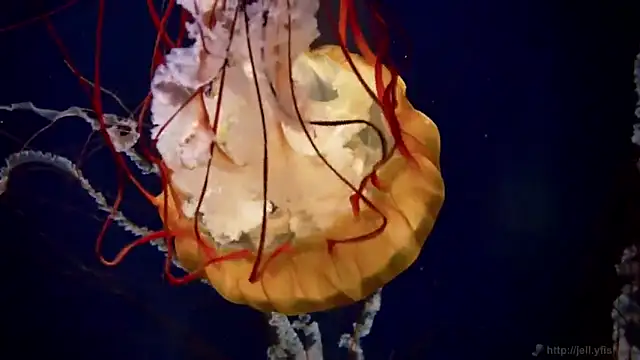 Snapshot of streamy_test12 chatting on October 31, 8:44 am streamy test12 online show from October 31, 8:44 am