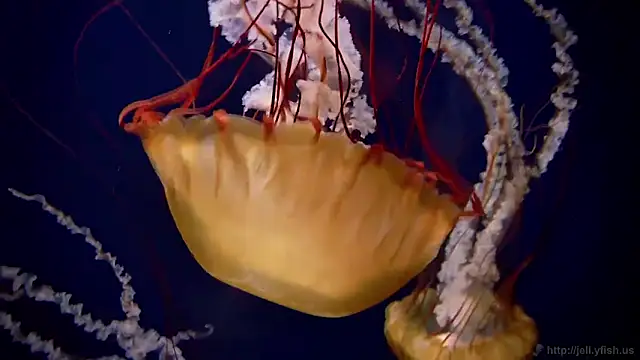 streamy test12 online show from February 18, 9:22 pm