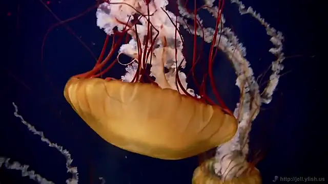 Snapshot of streamy_test12 chatting on November 13, 11:47 am streamy test12 online show from November 13, 11:47 am