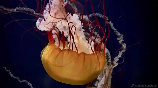 streamy test12 online show from February 12, 7:19 am