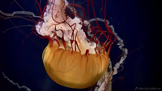 streamy test12 online show from January 14, 3:59 pm