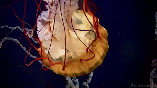 Snapshot of streamy_test12 chatting on November 27, 3:01 pm streamy test12 online show from November 27, 3:01 pm