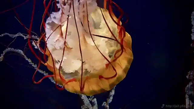 Snapshot of streamy_test12 chatting on October 22, 8:25 am streamy test12 online show from October 22, 8:25 am