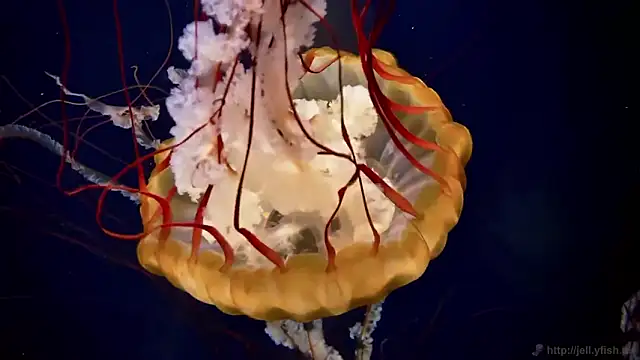 streamy test12 online show from February 11, 2:39 pm