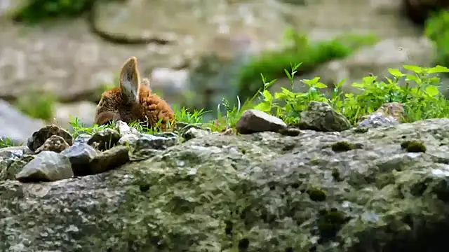 streamy test13 online show from January 22, 8:18 am