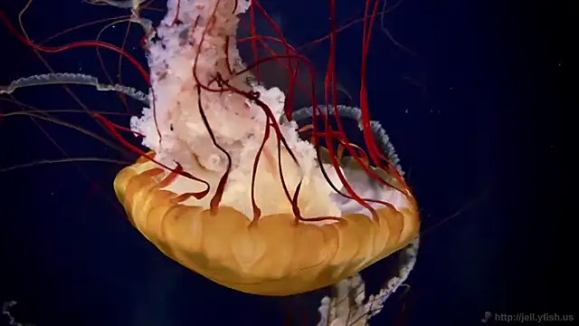 streamy test13 online show from February 26, 8:17 am