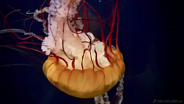 streamy test13 online show from January 17, 8:13 am