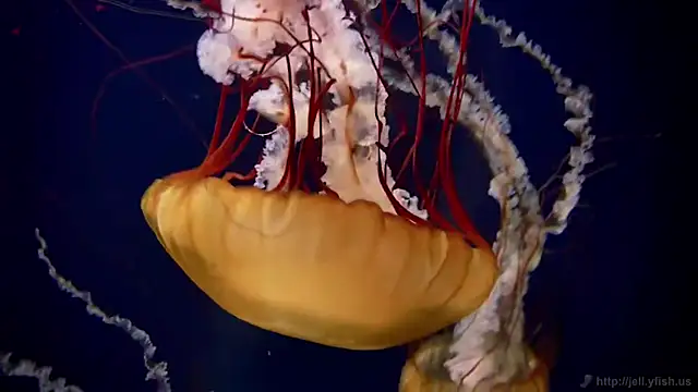 streamy test13 online show from September 9, 11:52 am