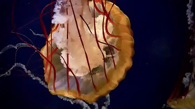 streamy test13 online show from January 23, 8:15 am