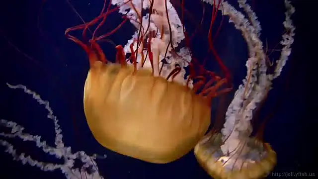 streamy test13 online show from December 9, 8:11 am