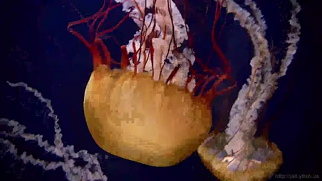 streamy test13 online show from January 21, 8:19 am