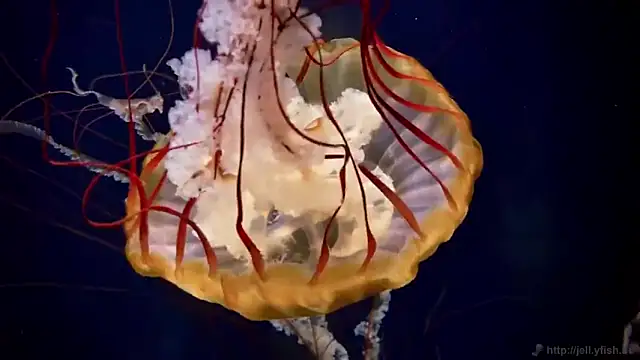 streamy test13 online show from October 15, 3:20 pm