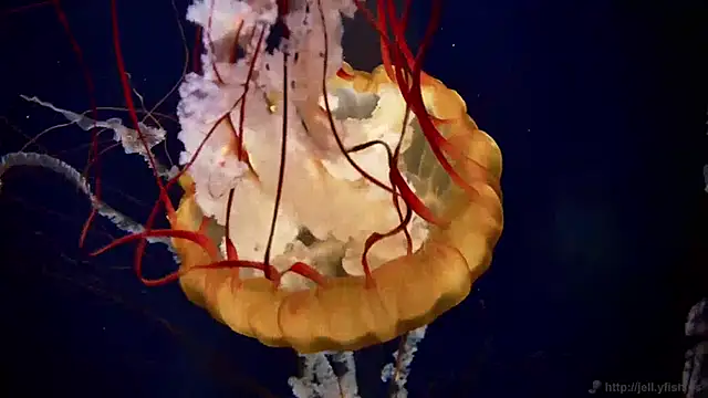 streamy test13 online show from December 31, 8:15 am