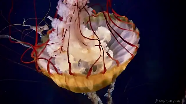 streamy test13 online show from October 21, 8:14 am