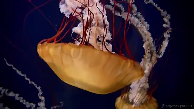 streamy test13 online show from February 3, 8:13 am