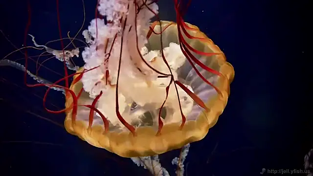 streamy test13 online show from September 23, 9:05 am