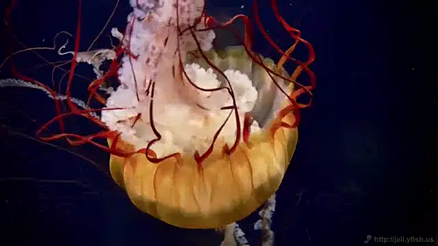 streamy test13 online show from December 17, 8:12 am