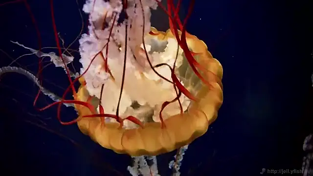 streamy test13 online show from March 14, 8:10 am