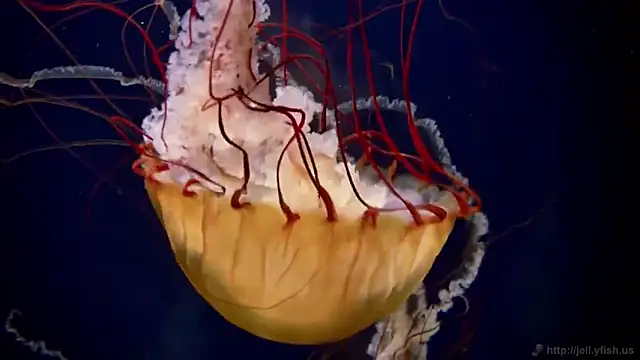 streamy test15 online show from March 5, 10:45 am