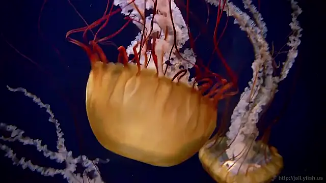 streamy test15 online show from February 10, 8:46 am