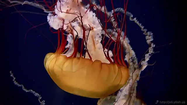 streamy test15 online show from March 2, 7:48 am