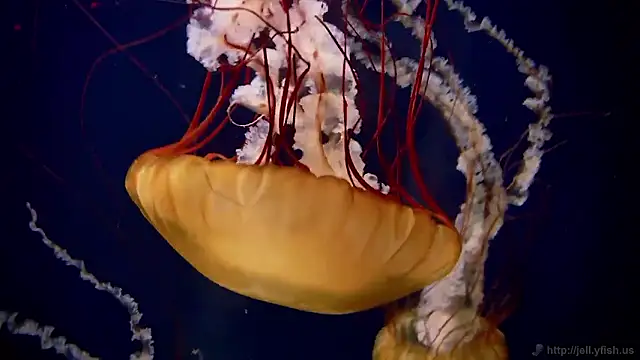 streamy test15 online show from January 14, 11:58 am